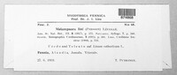 Melampsora lini image